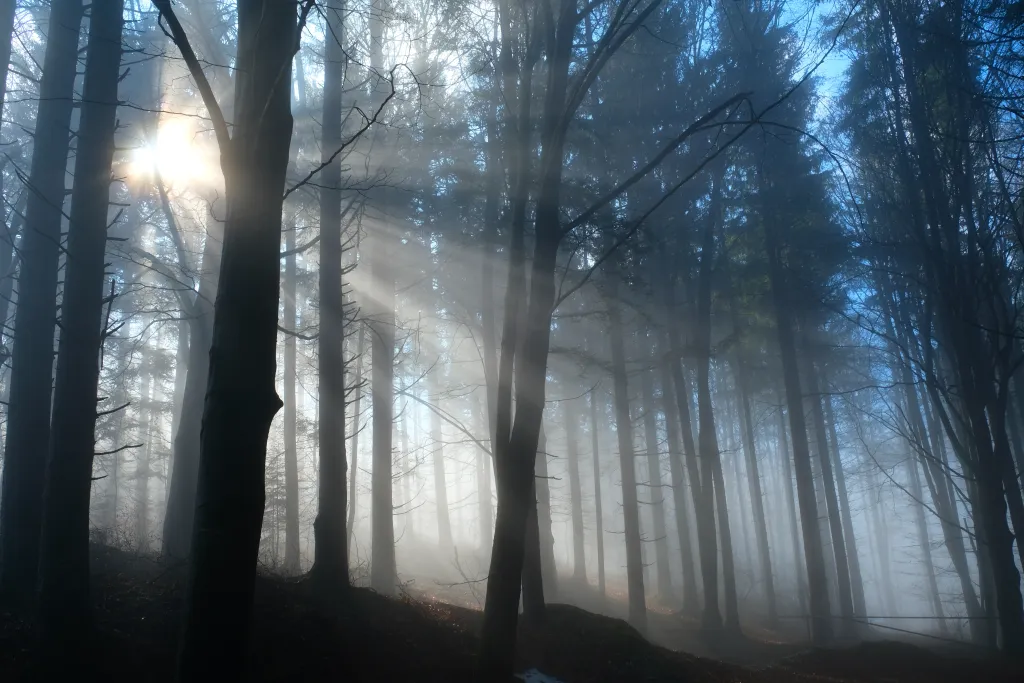 Wald